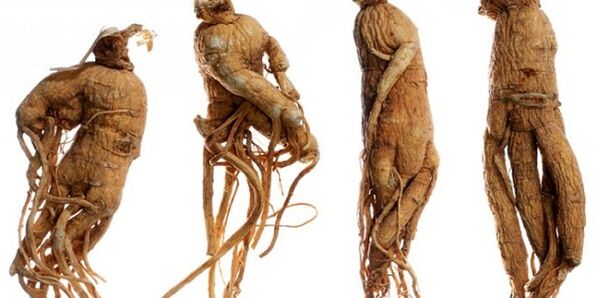 Ginseng root to increase penis